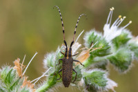 /album/foto-adriano/coleottero-longicorno-grigio-a-fioritura-dorata-jpg/